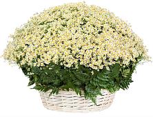 Цветочная композиция из Ромашки в корзине #REPLACE_PRED# Посёлок Гжельского кирпичного завода